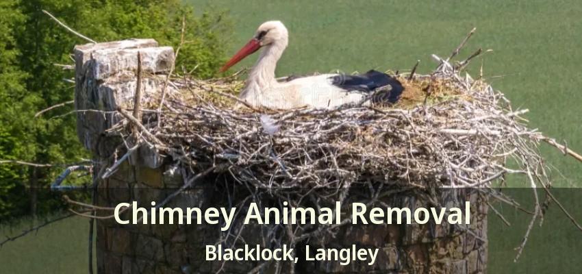 Chimney Animal Removal Blacklock, Langley - BC