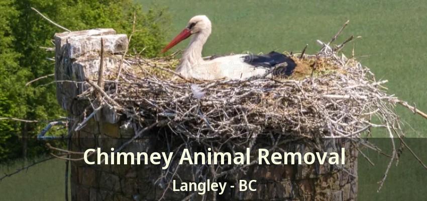 Chimney Animal Removal Langley - BC