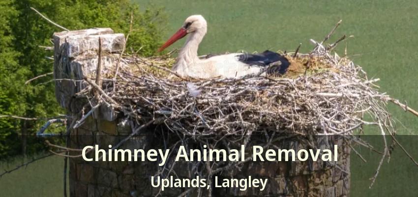 Chimney Animal Removal Uplands, Langley - BC