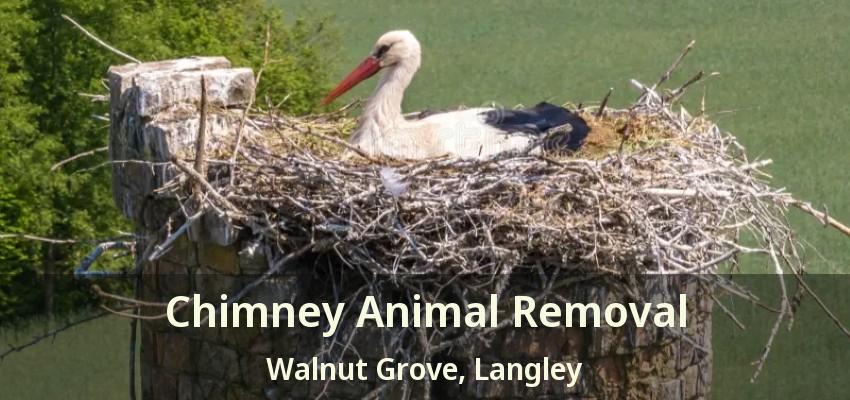 Chimney Animal Removal Walnut Grove, Langley - BC